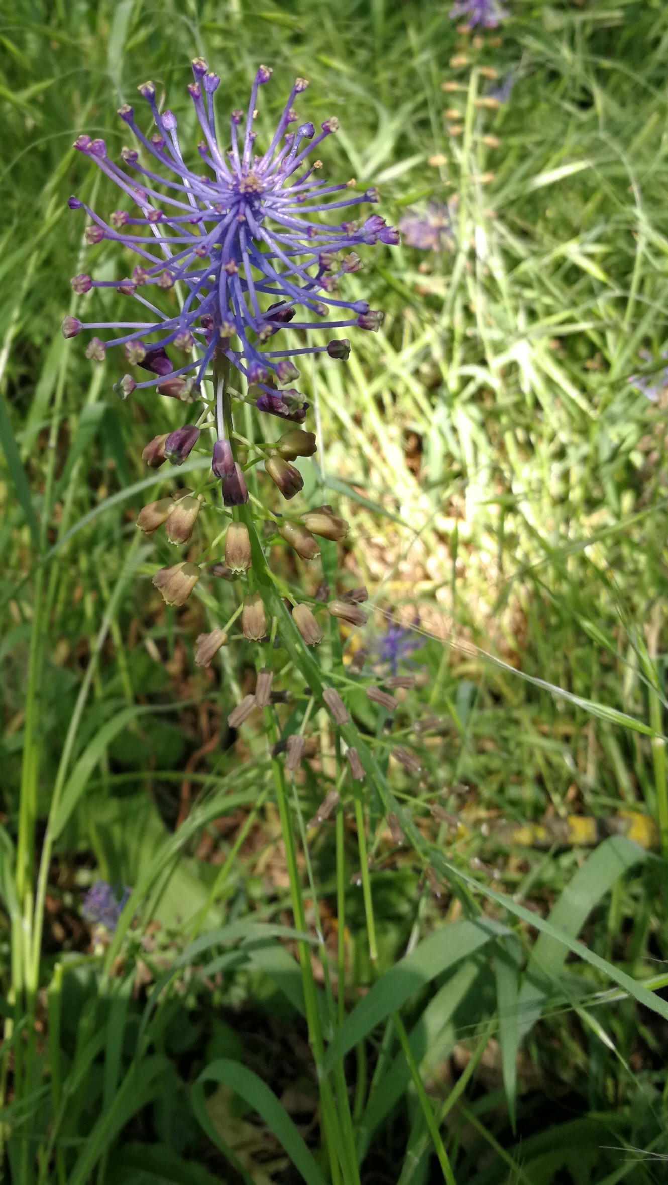 Annexe IMG_20180508_132208.jpg