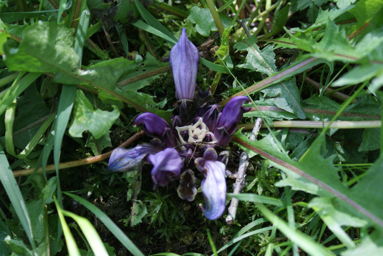 Annexe DSC08284.resized.JPG