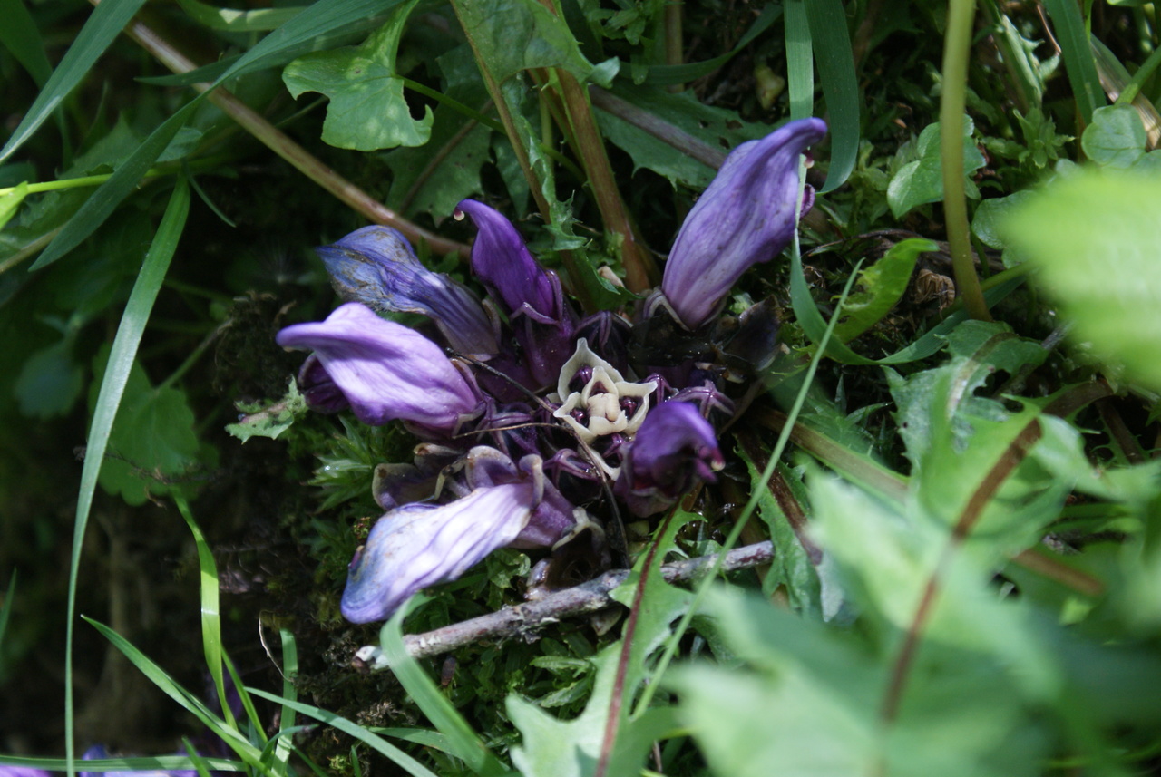 Annexe DSC08286.resized.JPG