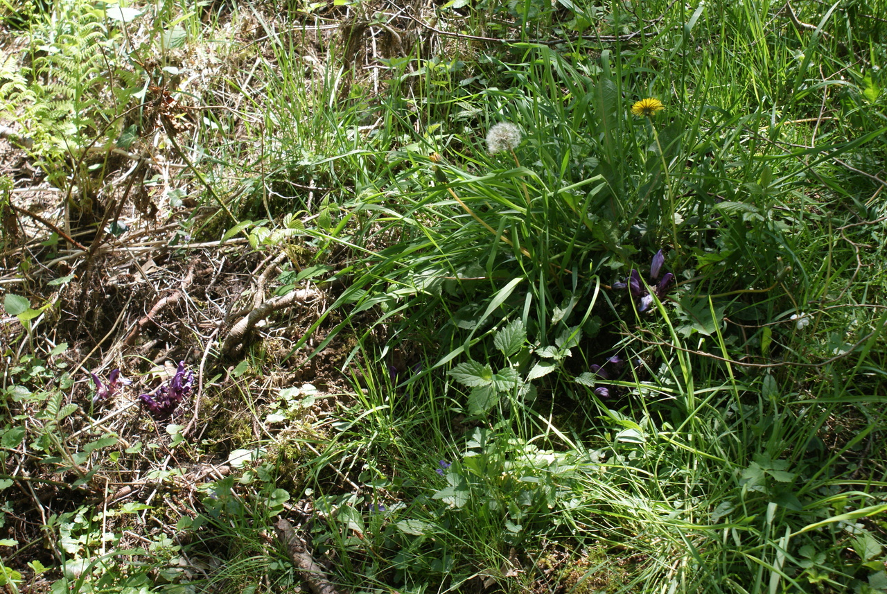 Annexe DSC08288.resized.JPG