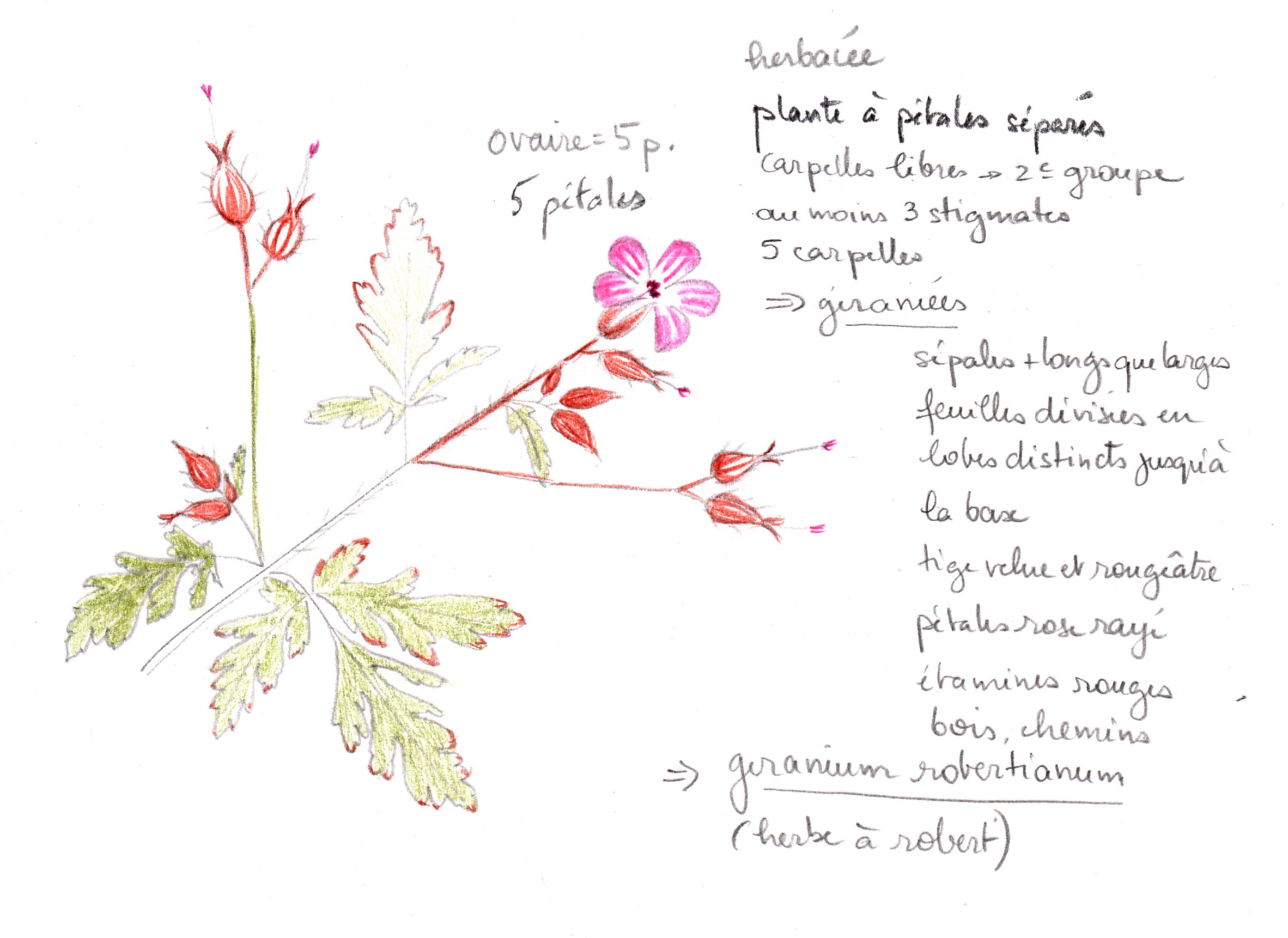 Annexe IdentificationGeranium002.jpg