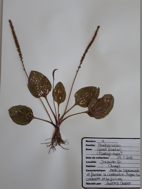 Annexe 20180514_134940 [800x600].jpg