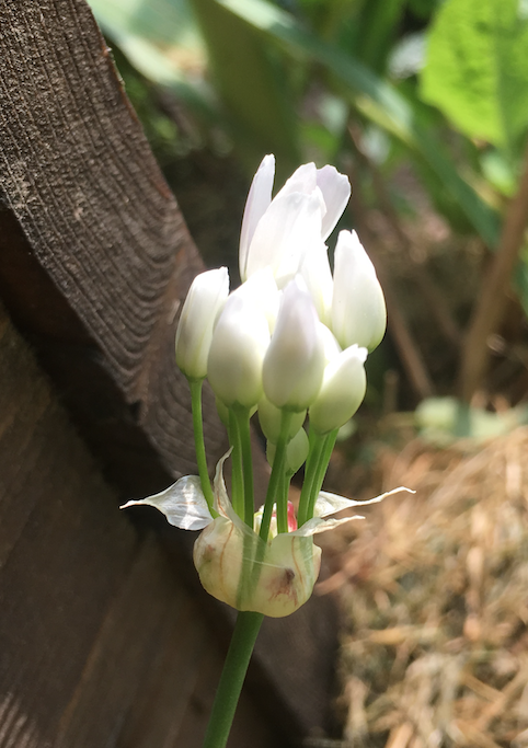 Annexe ail-triquetre.png