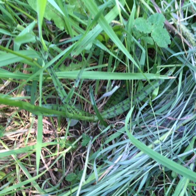 Annexe Orchidée sauvage 3.JPG