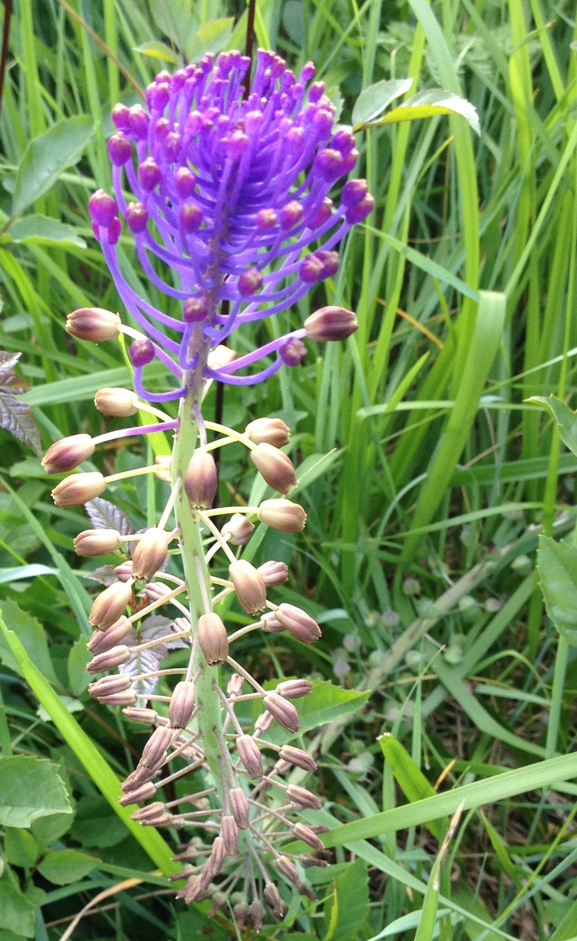 Annexe muscari a toupet 1.jpg