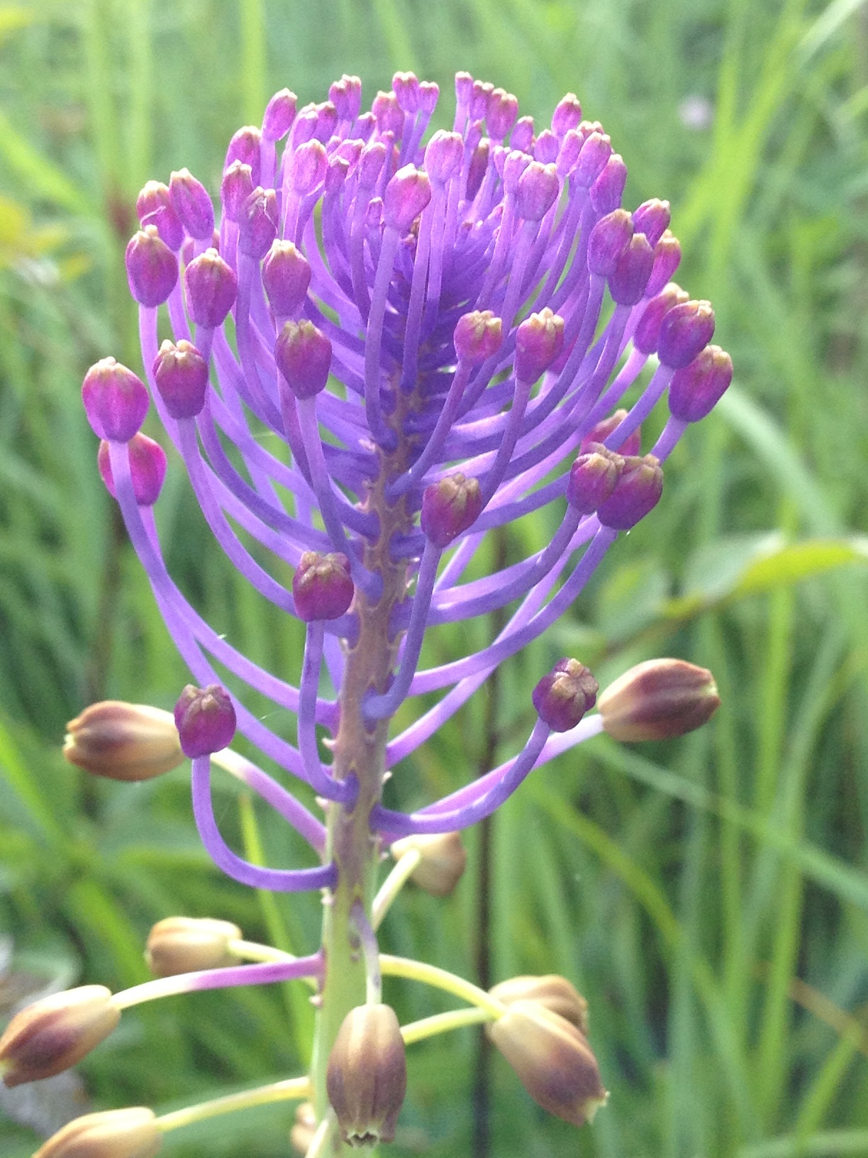 Annexe muscari a toupet 2.jpg