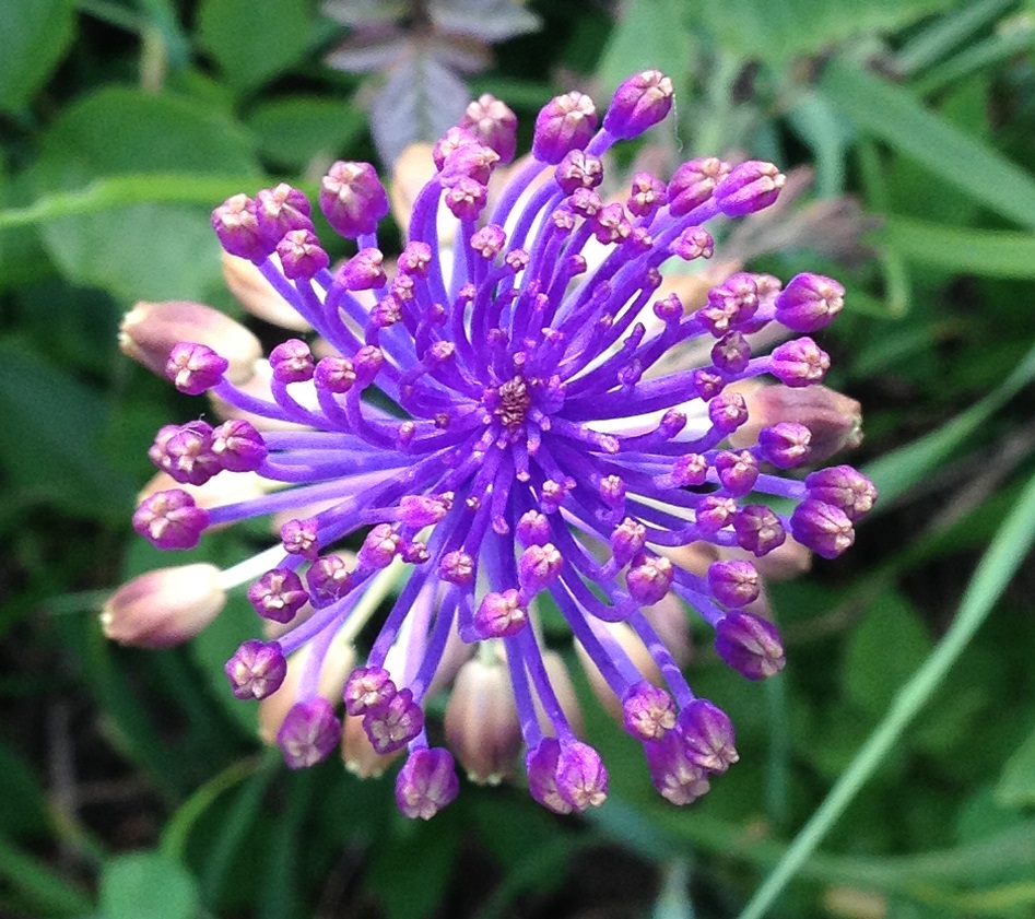 Annexe muscari a toupet 3.jpg