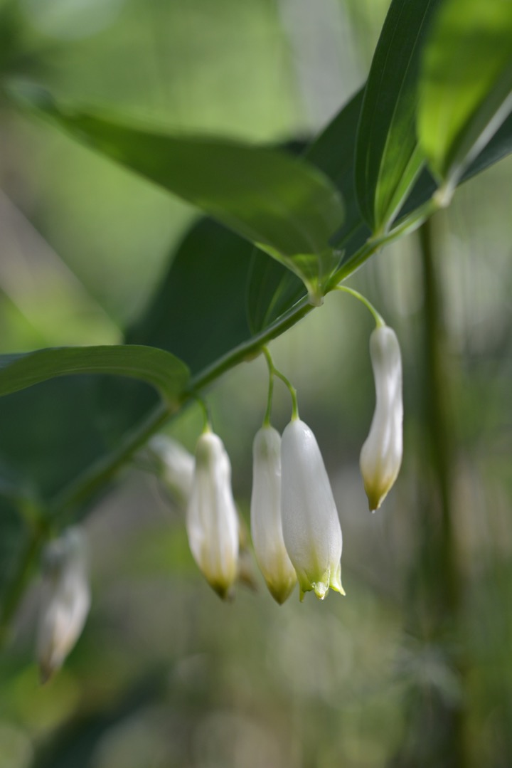 Annexe Sceau de Salomon.jpeg