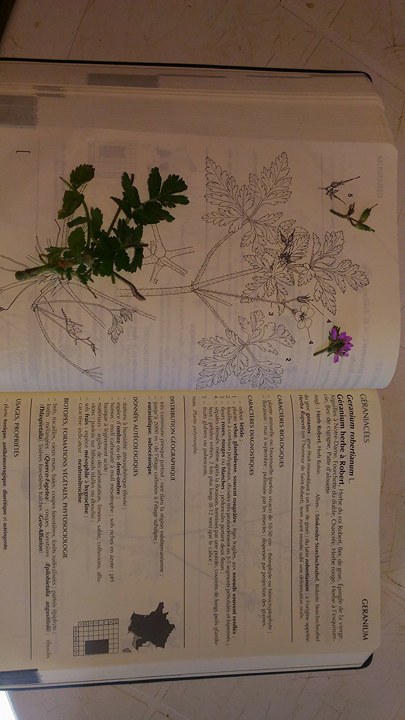 Annexe geranium robertianum terrain.jpg