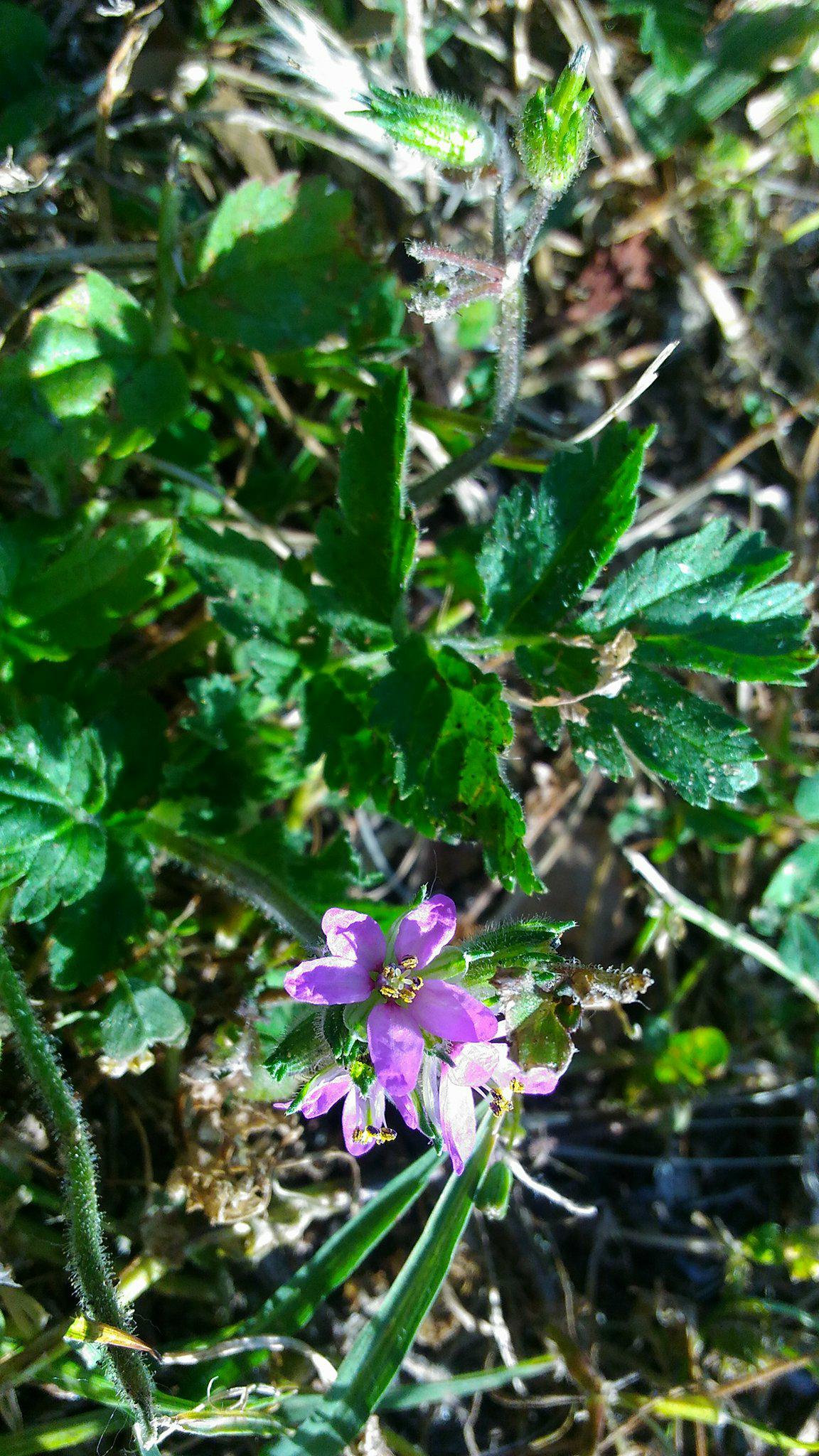 Annexe geranium robertianum.jpg