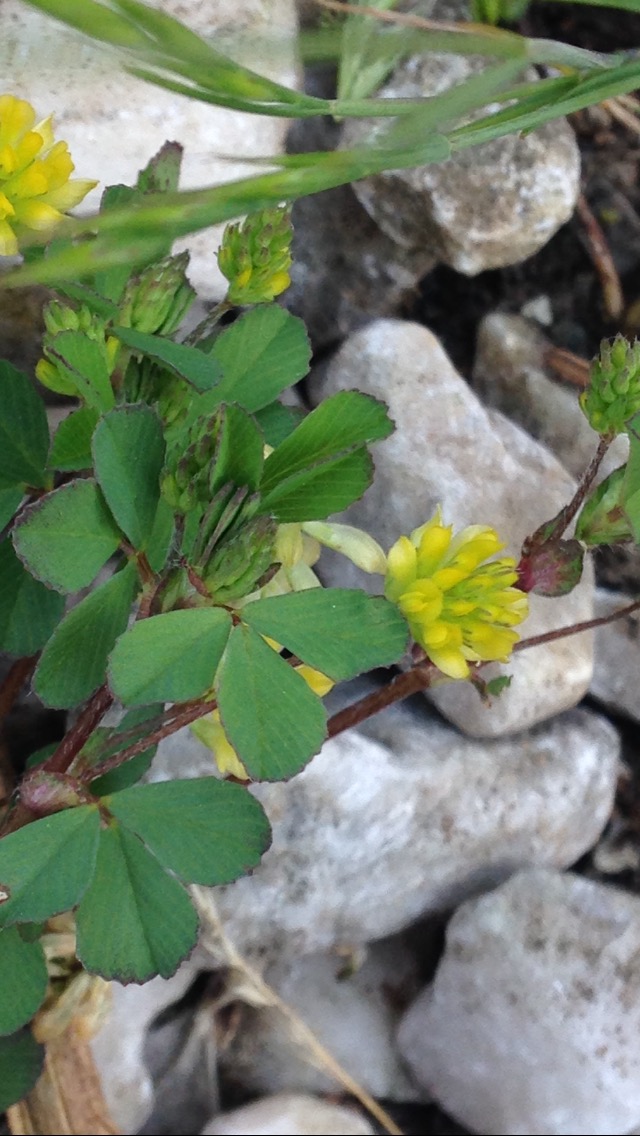 Annexe Oxalis corniculata 3.jpeg