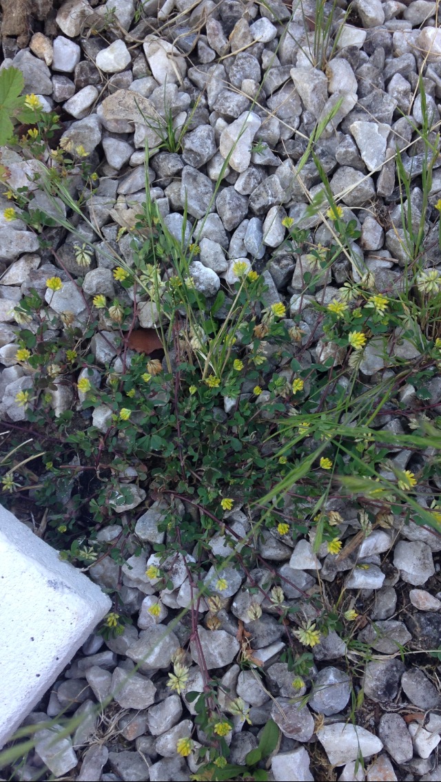 Annexe Oxalis corniculata.jpeg