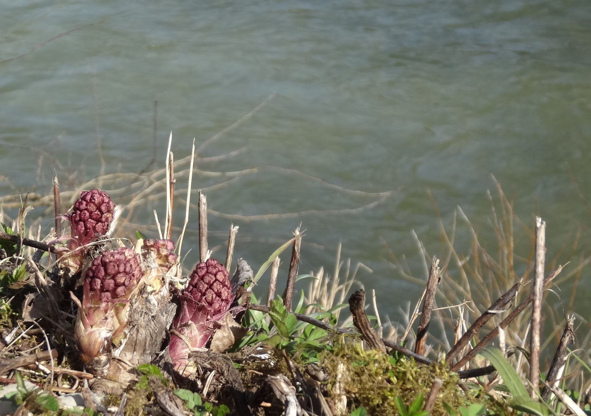 pétasites hybridus 1