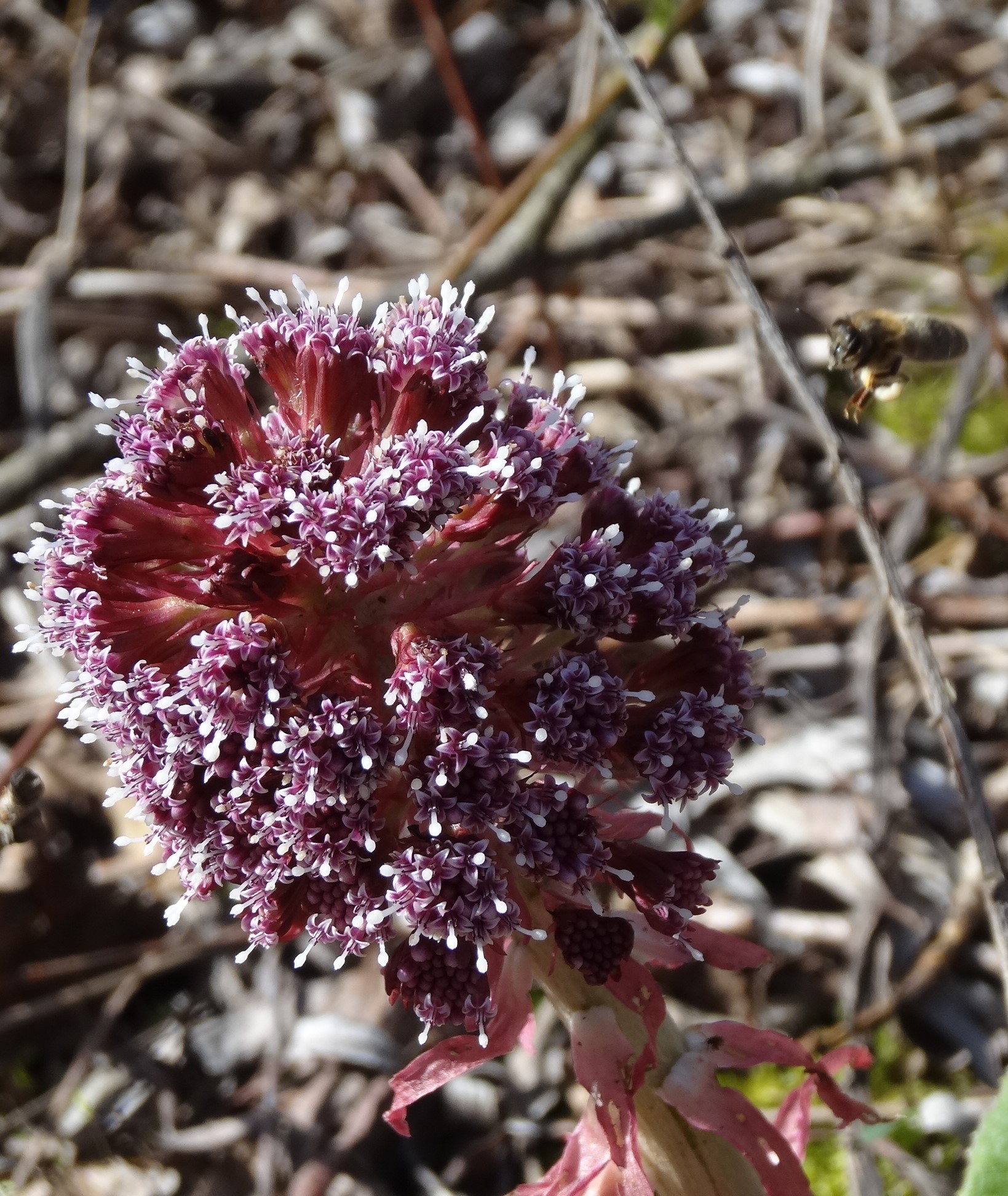 pétasites hybridus 1