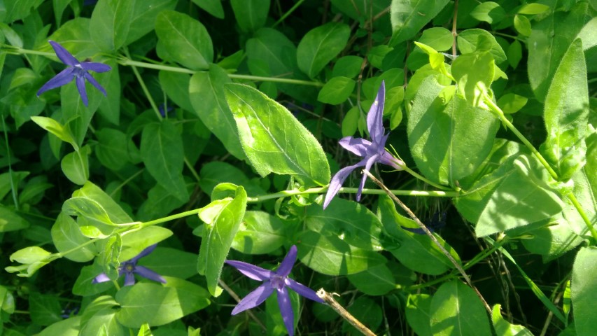 Vinca major