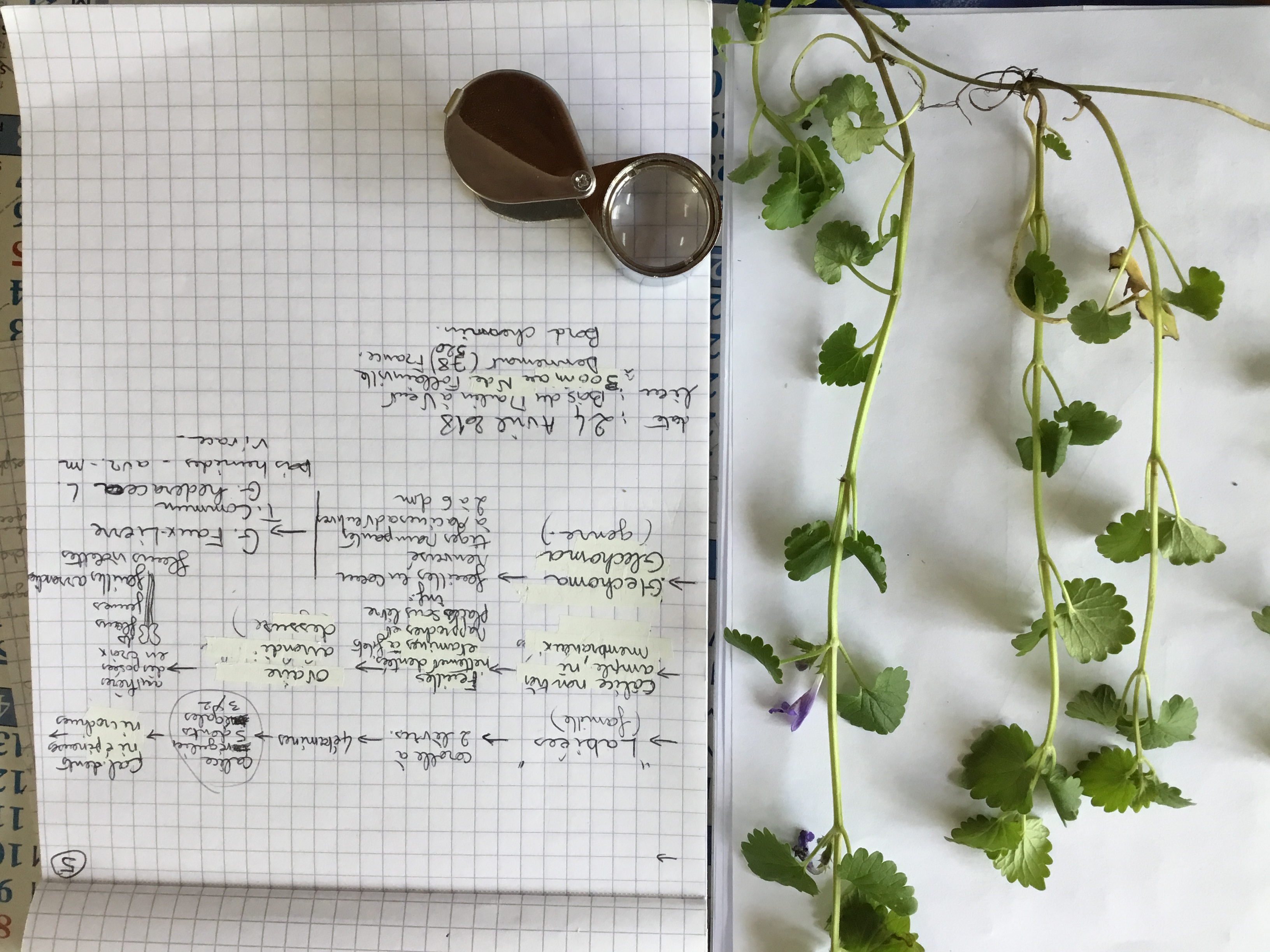 Étapes d’identification