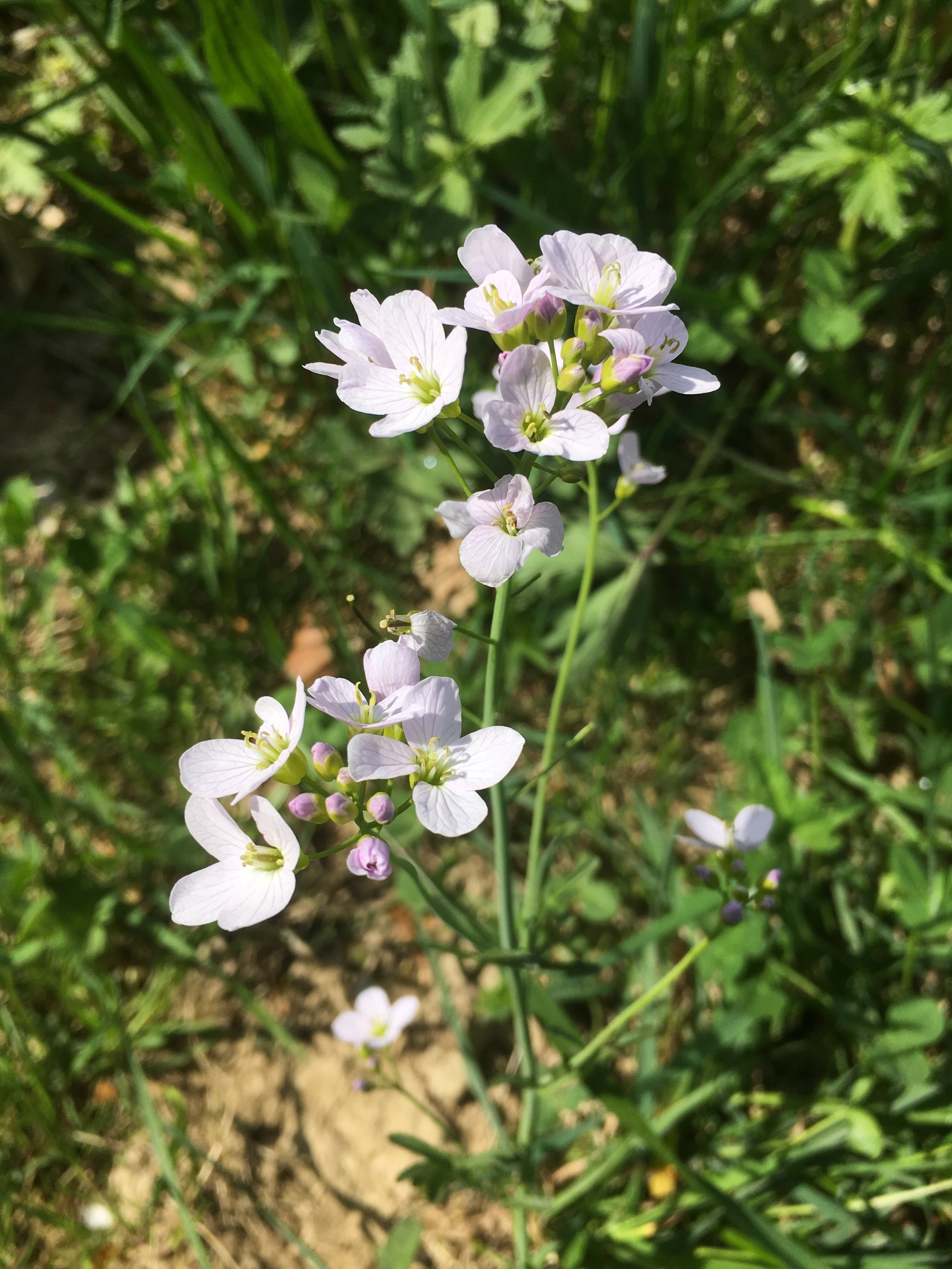 Cardamine des prés