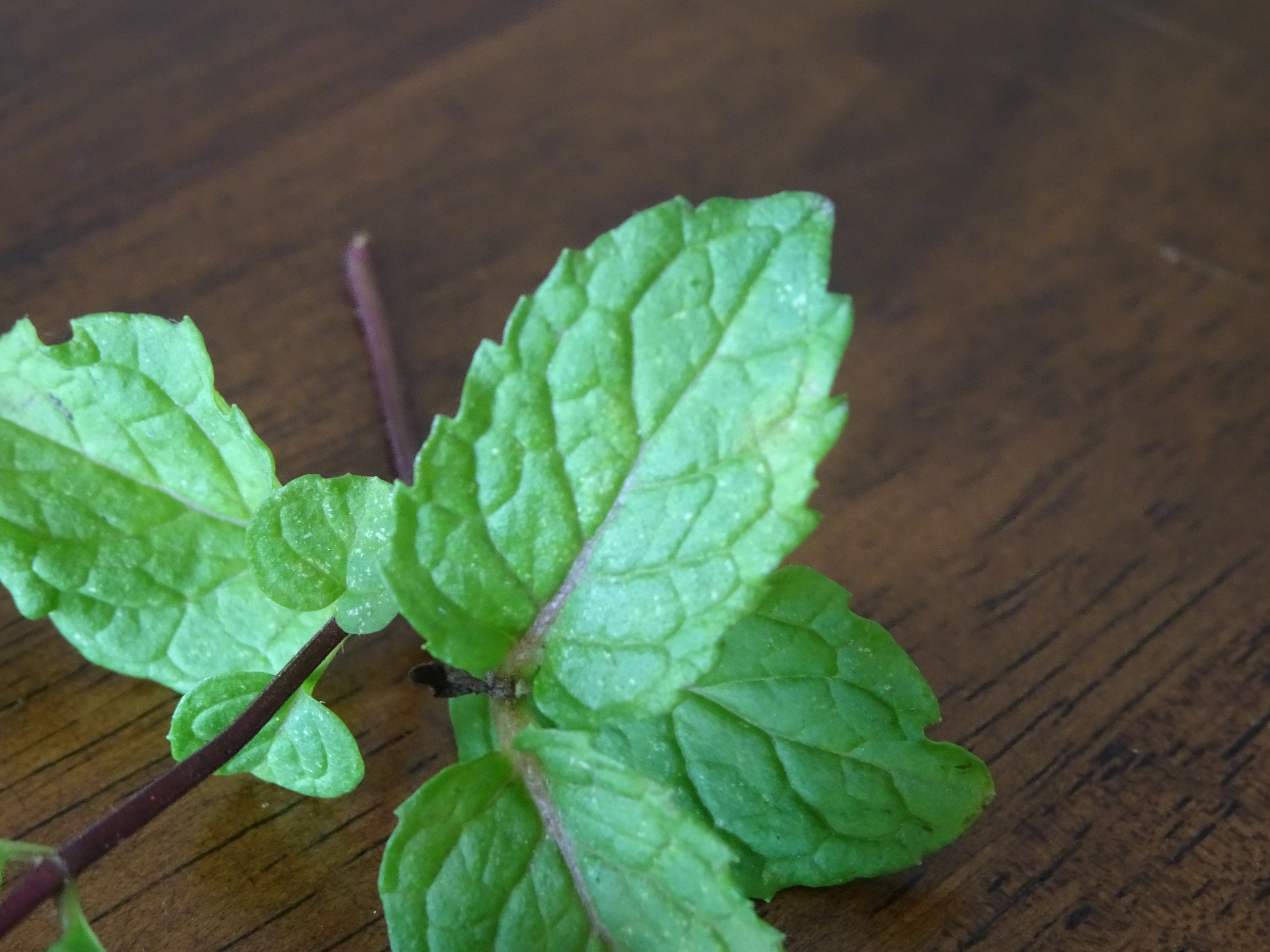 Mentha_rotundifolia
