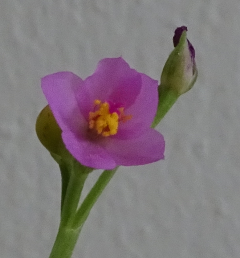 Talinum_paniculatum_fleur