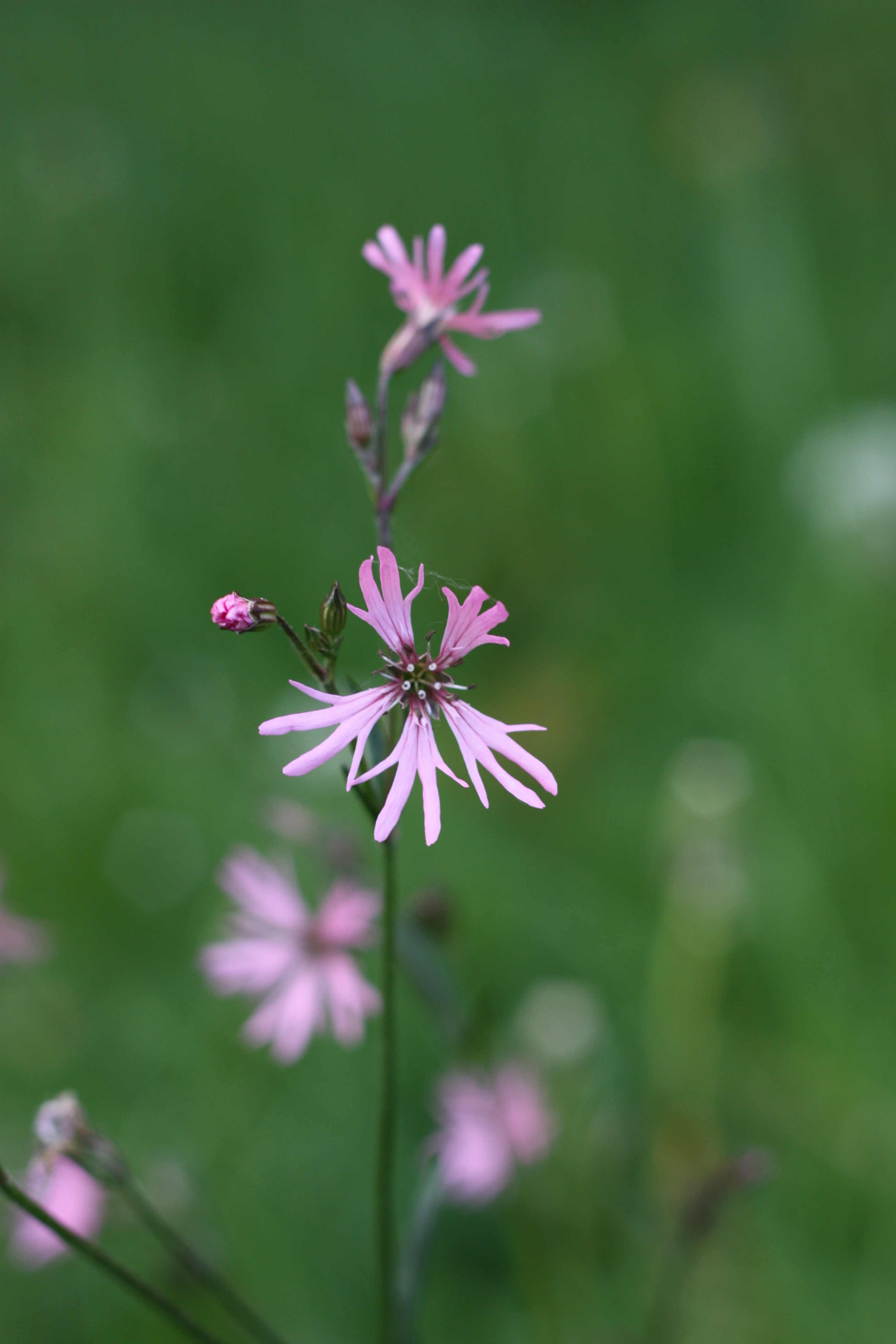 Silène fleur de coucou