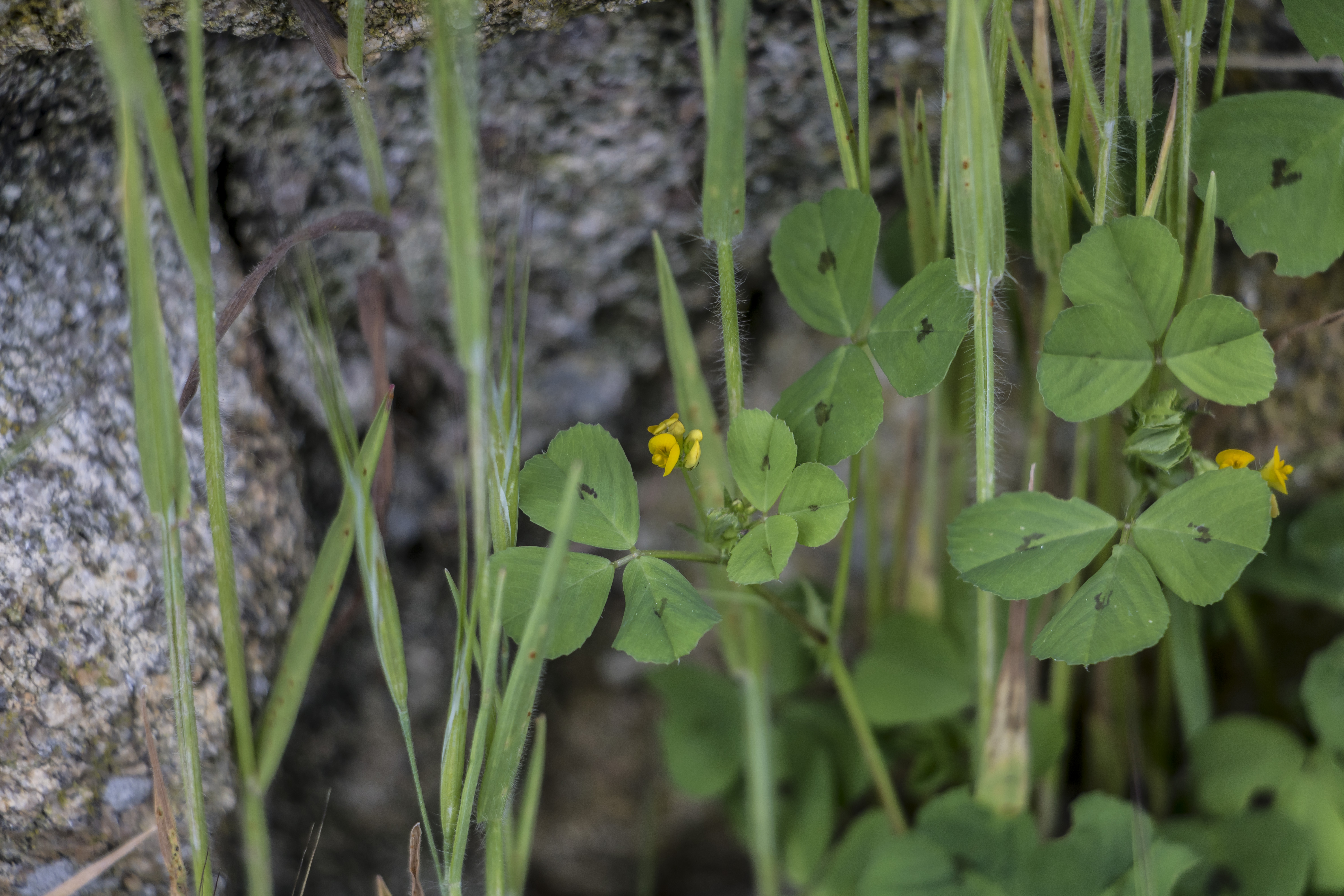 Medicago maculata