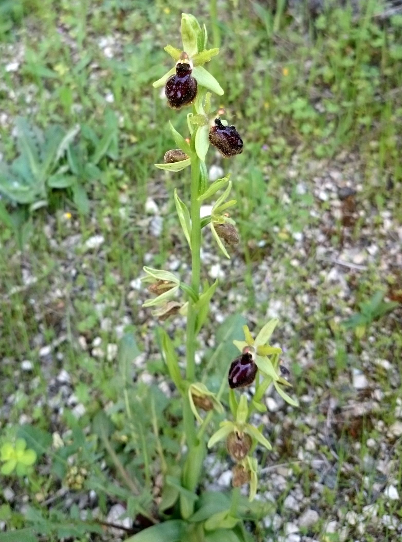 Petite orchidée sauvage d'Aix-en-Provence