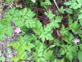 Geranium robertianum