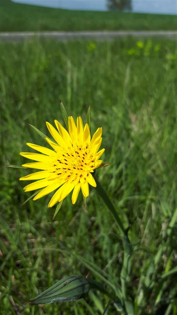 Tragopogon fleur
