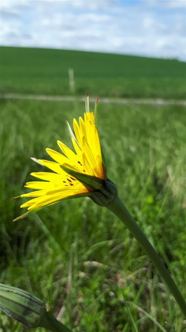 tragopogon profil