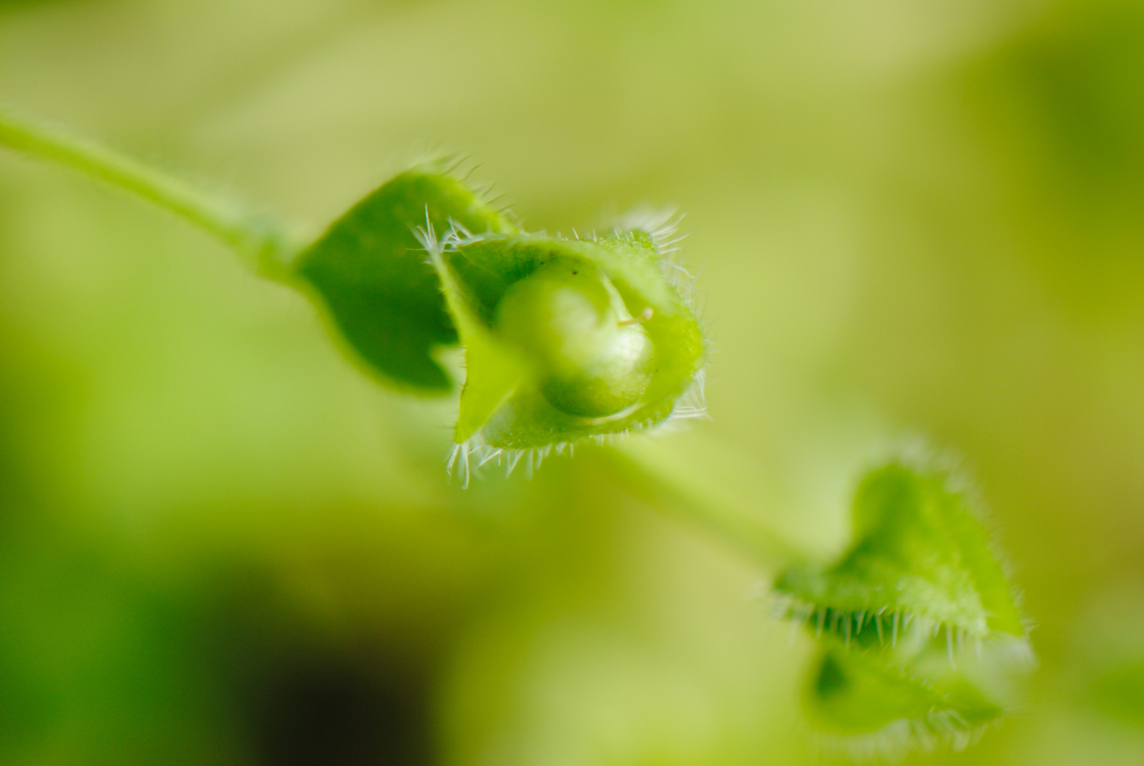 Veronica herderifolia, capsule