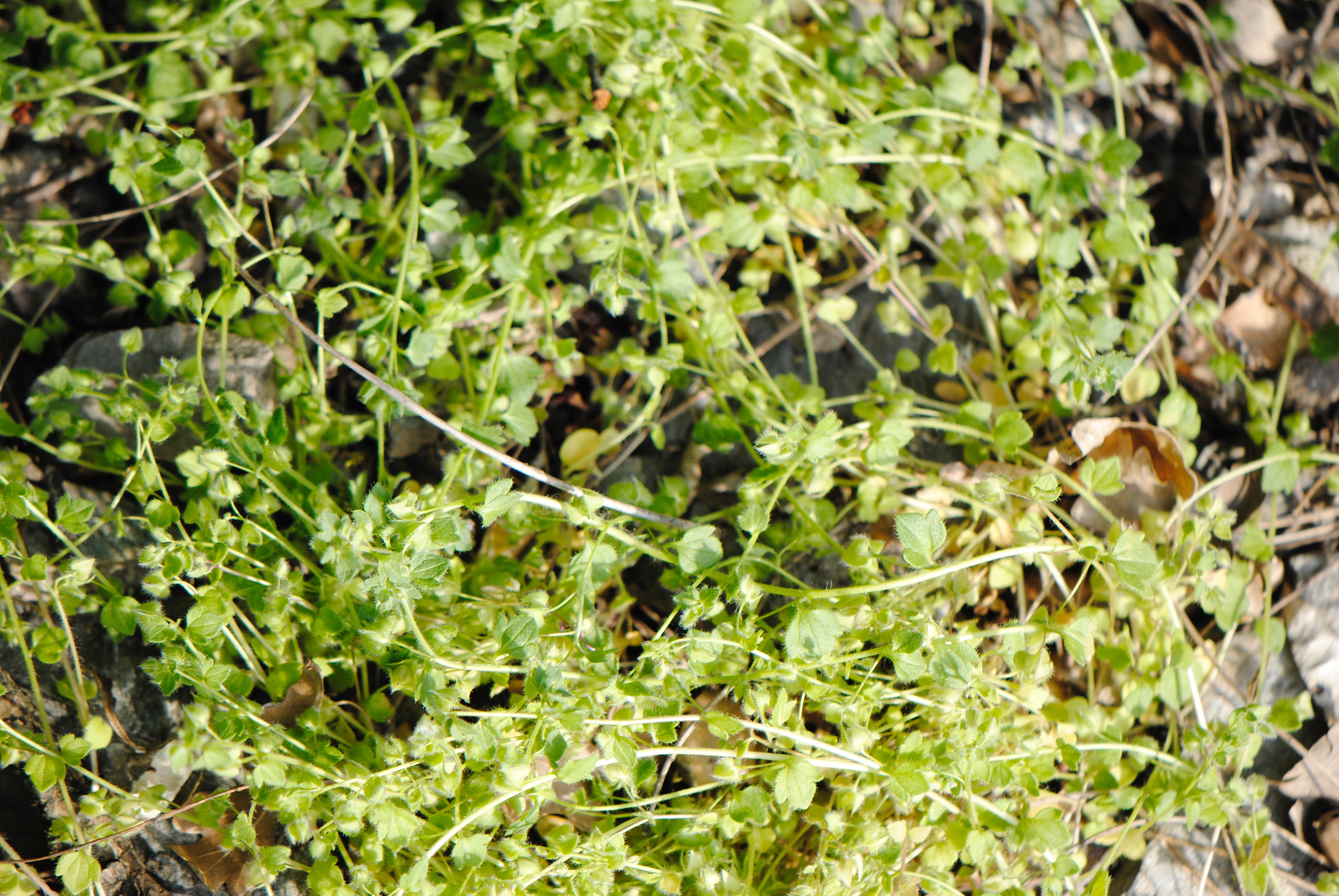 Veronica herderifolia, vue générale