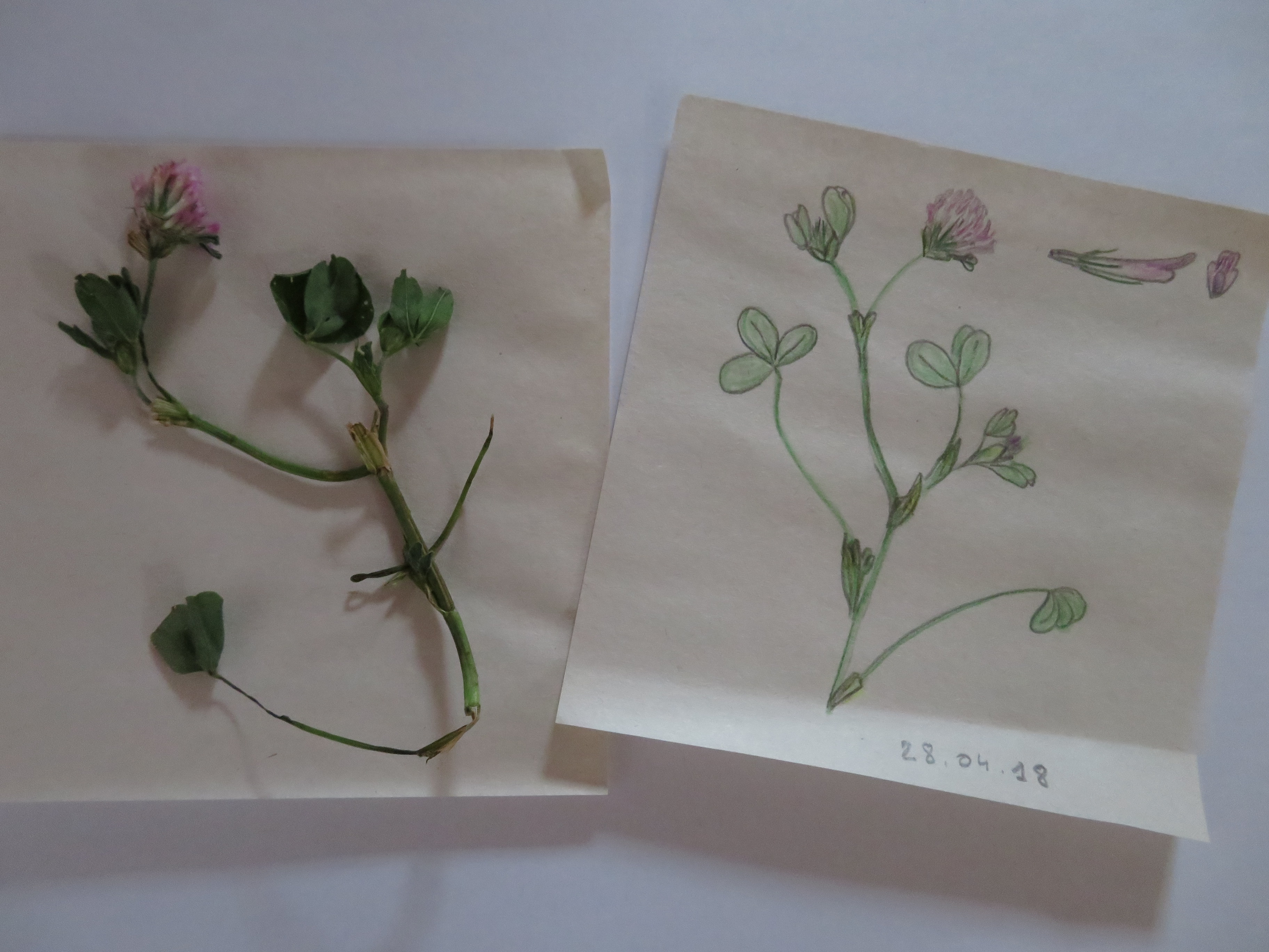 Trifolium pratense L.