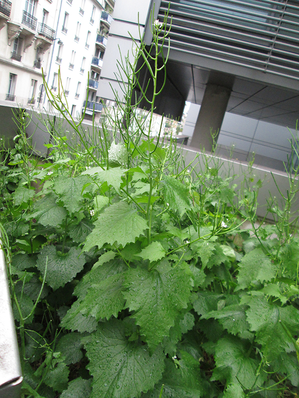 Vue globale de la plante