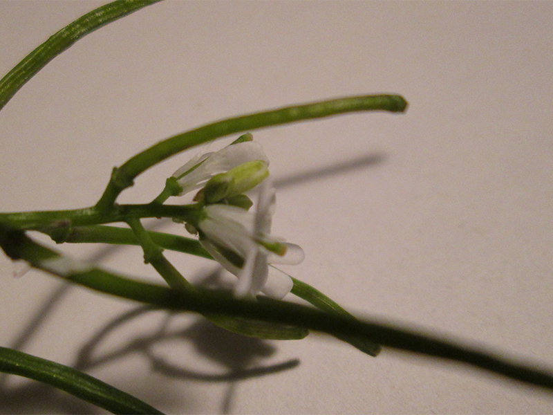 fleur vue de dessous