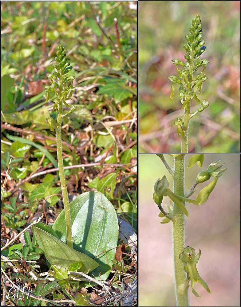 Orchidée Listera ovata