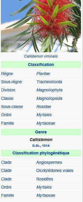 callistemon fiche