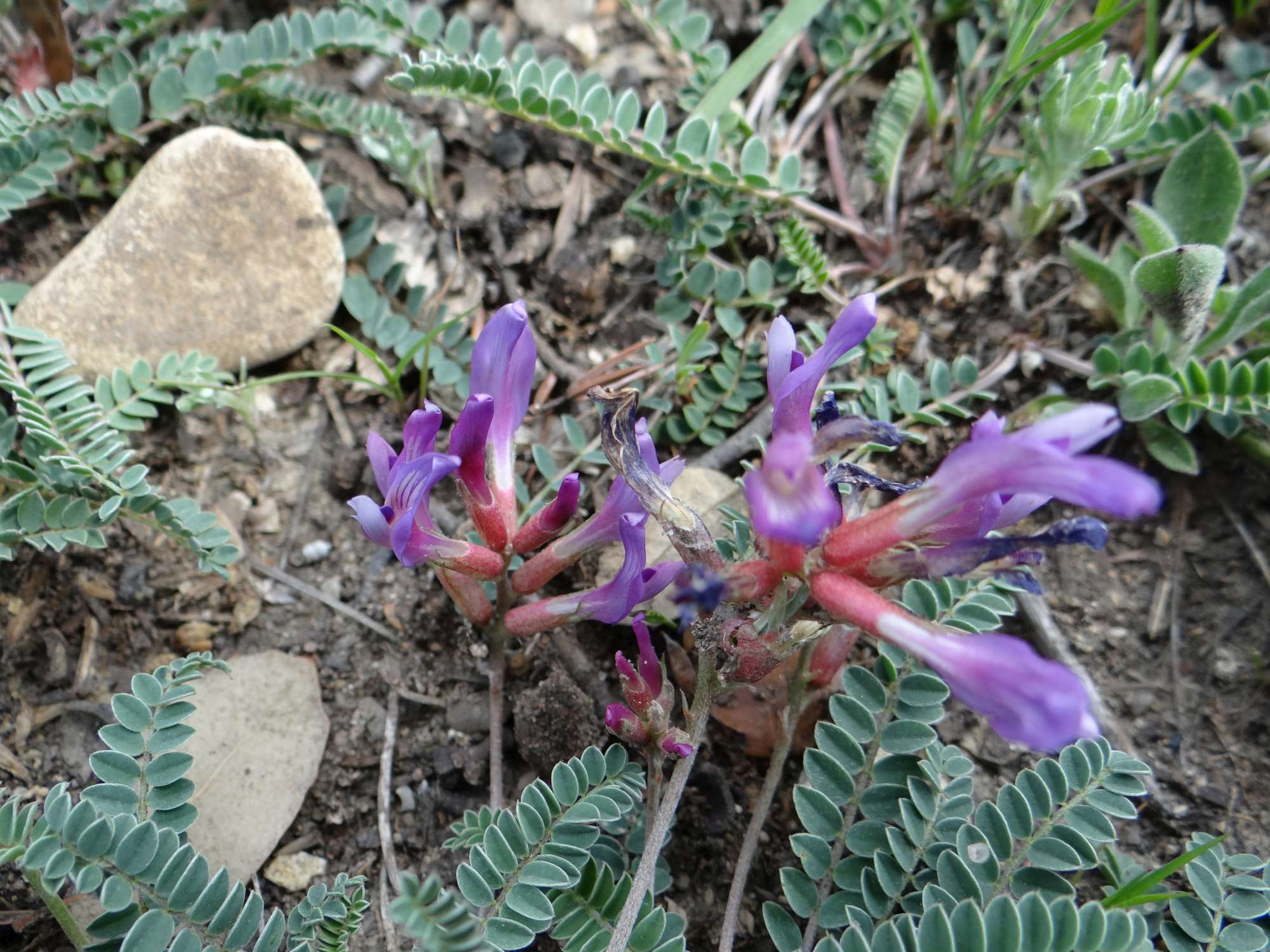 petite fabacée de terrain calcaire et sec
