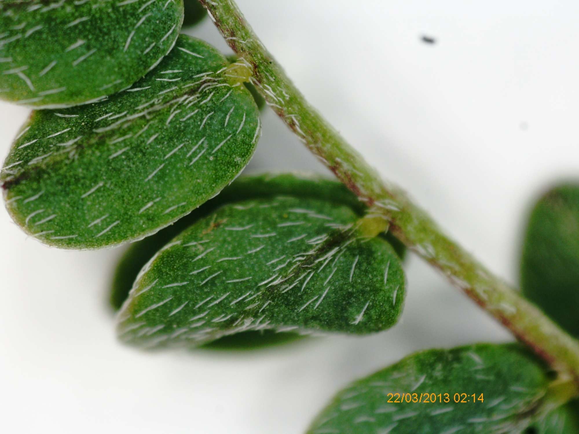 poils insérés à moins de 45°