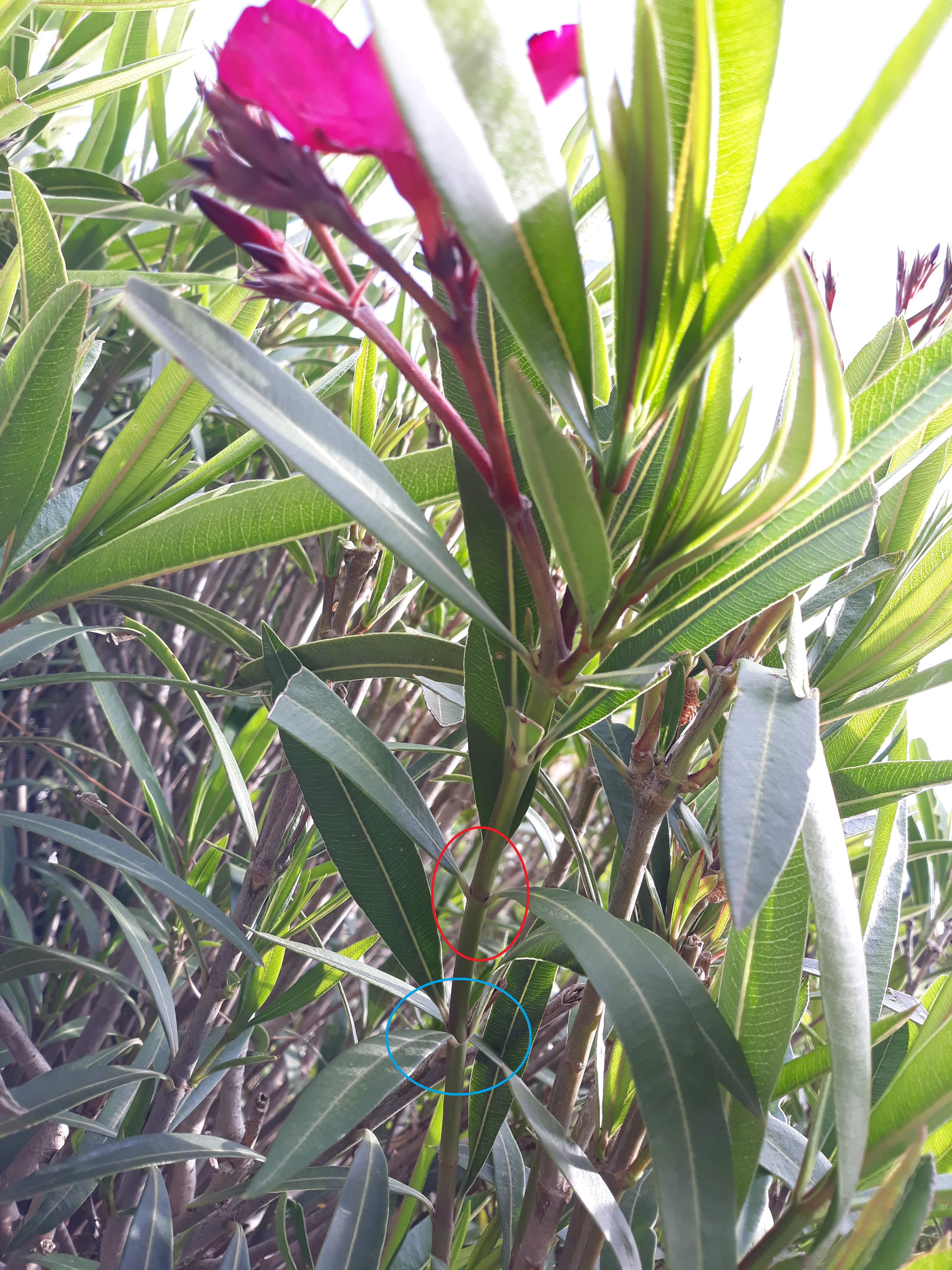 Feuilles verticillées par 2 ou par 3