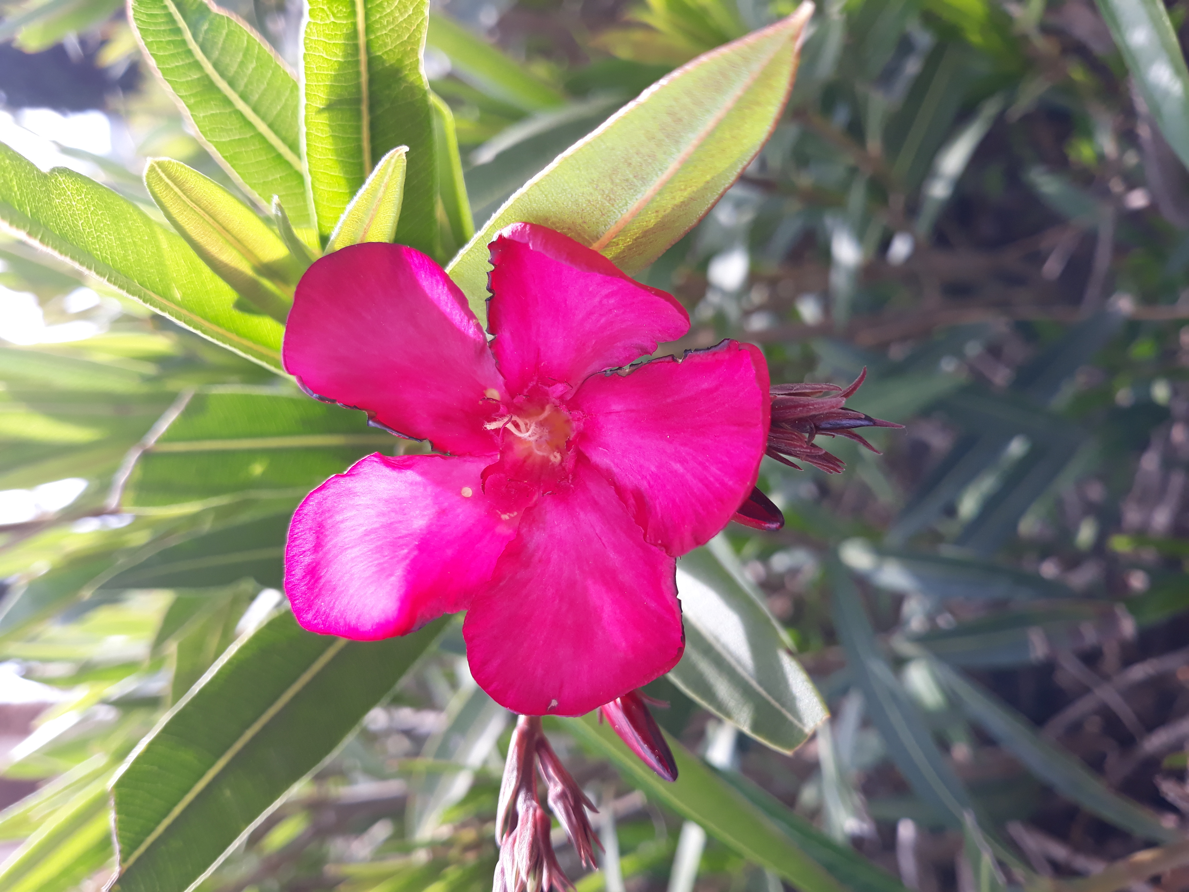 Fleur de Nerium oleander L. - Laurier-rose