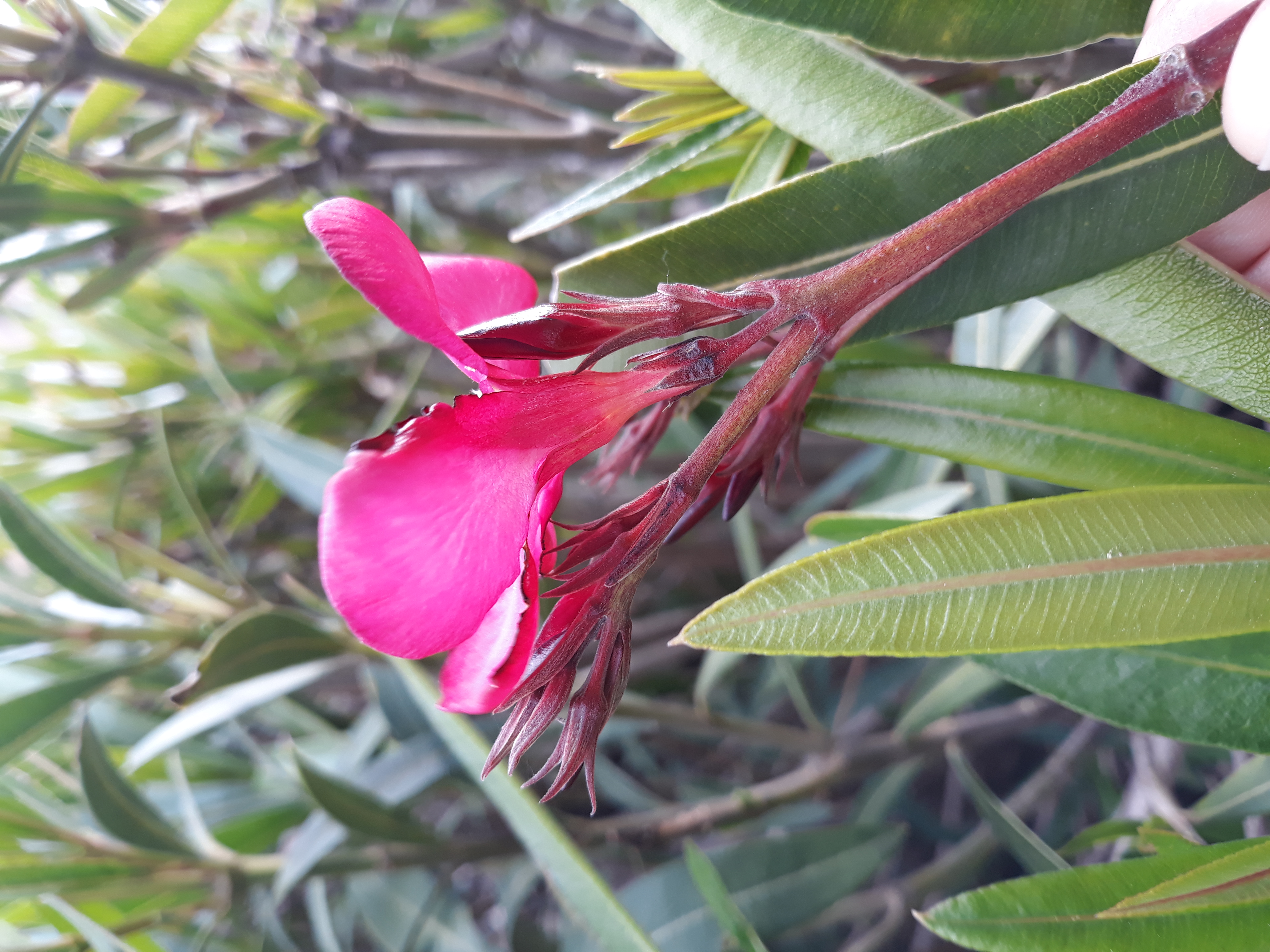 Fleur en corymbe à pétales soudés entre eux