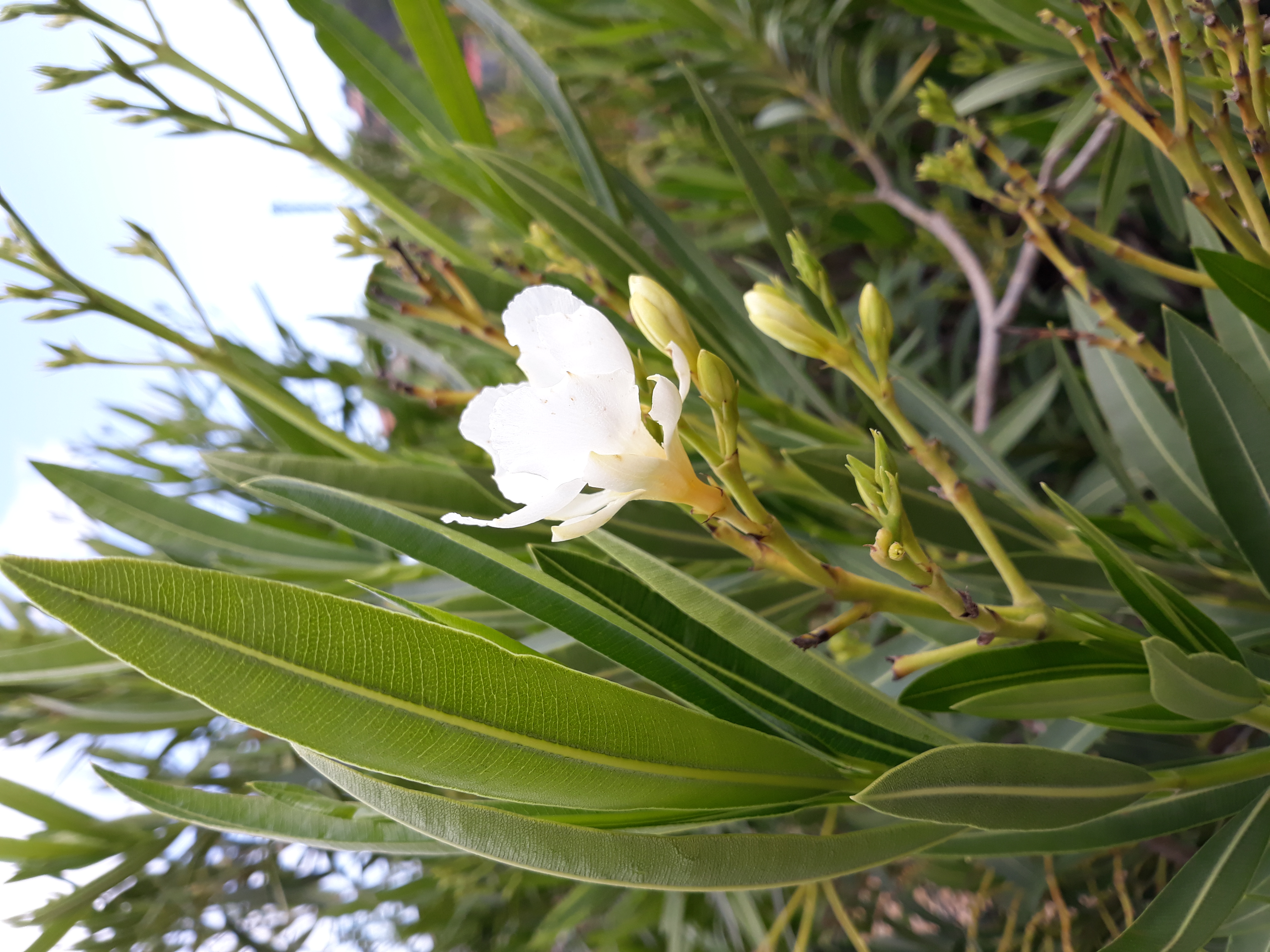 Variété à fleurs blanches