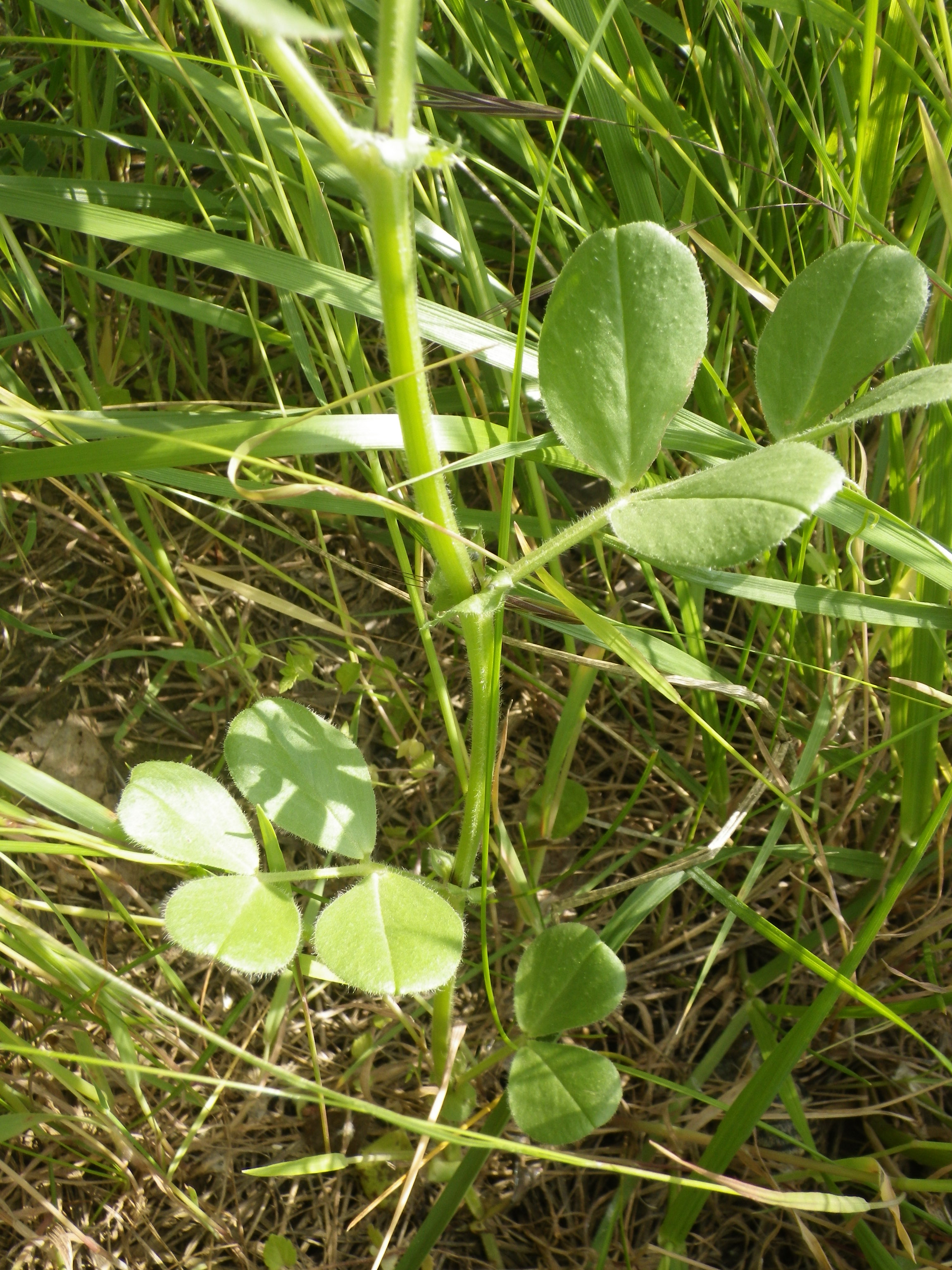 Vicia narbonensis (tige)