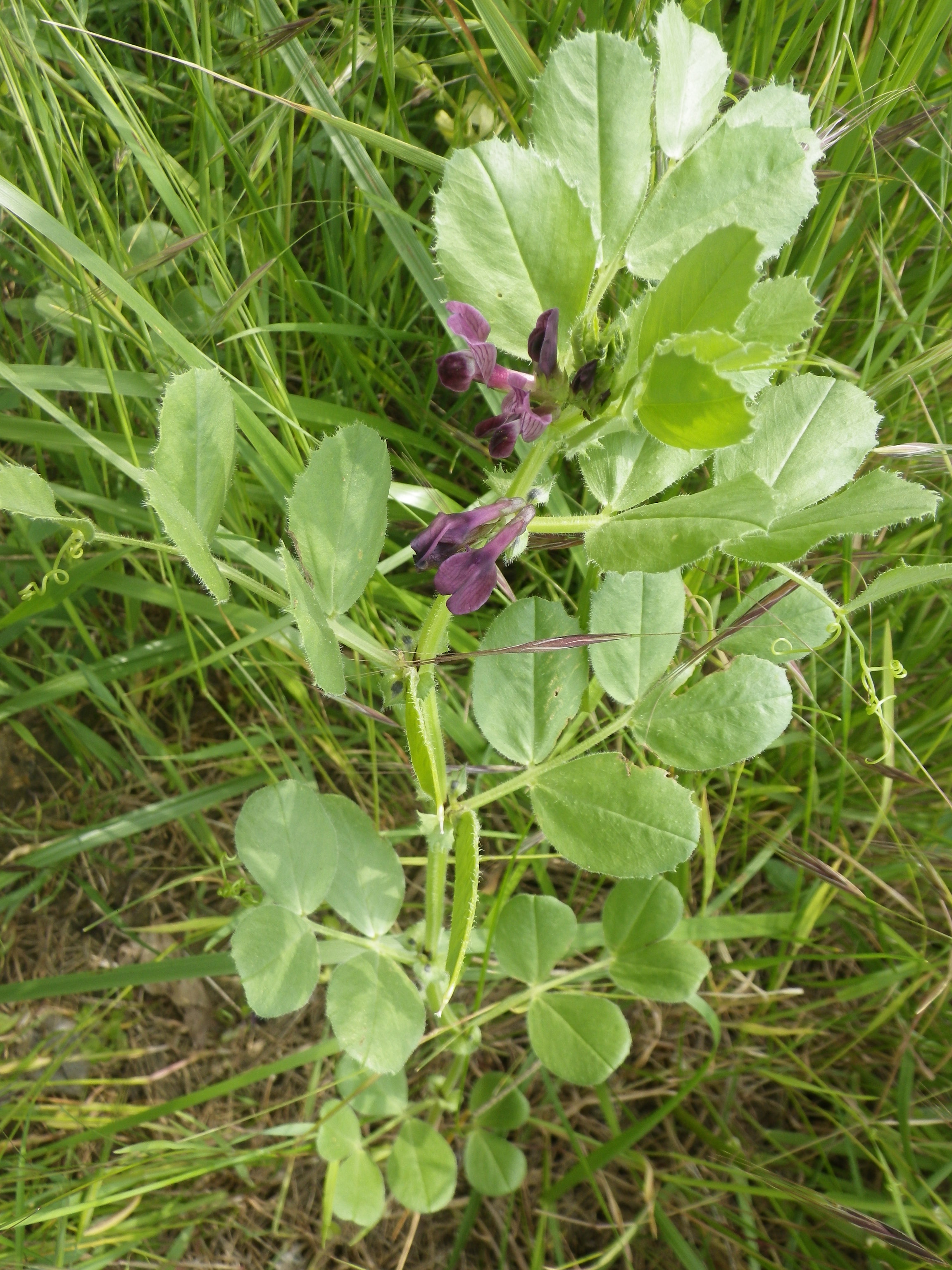 Vicia narbonensis (vue du dessus)