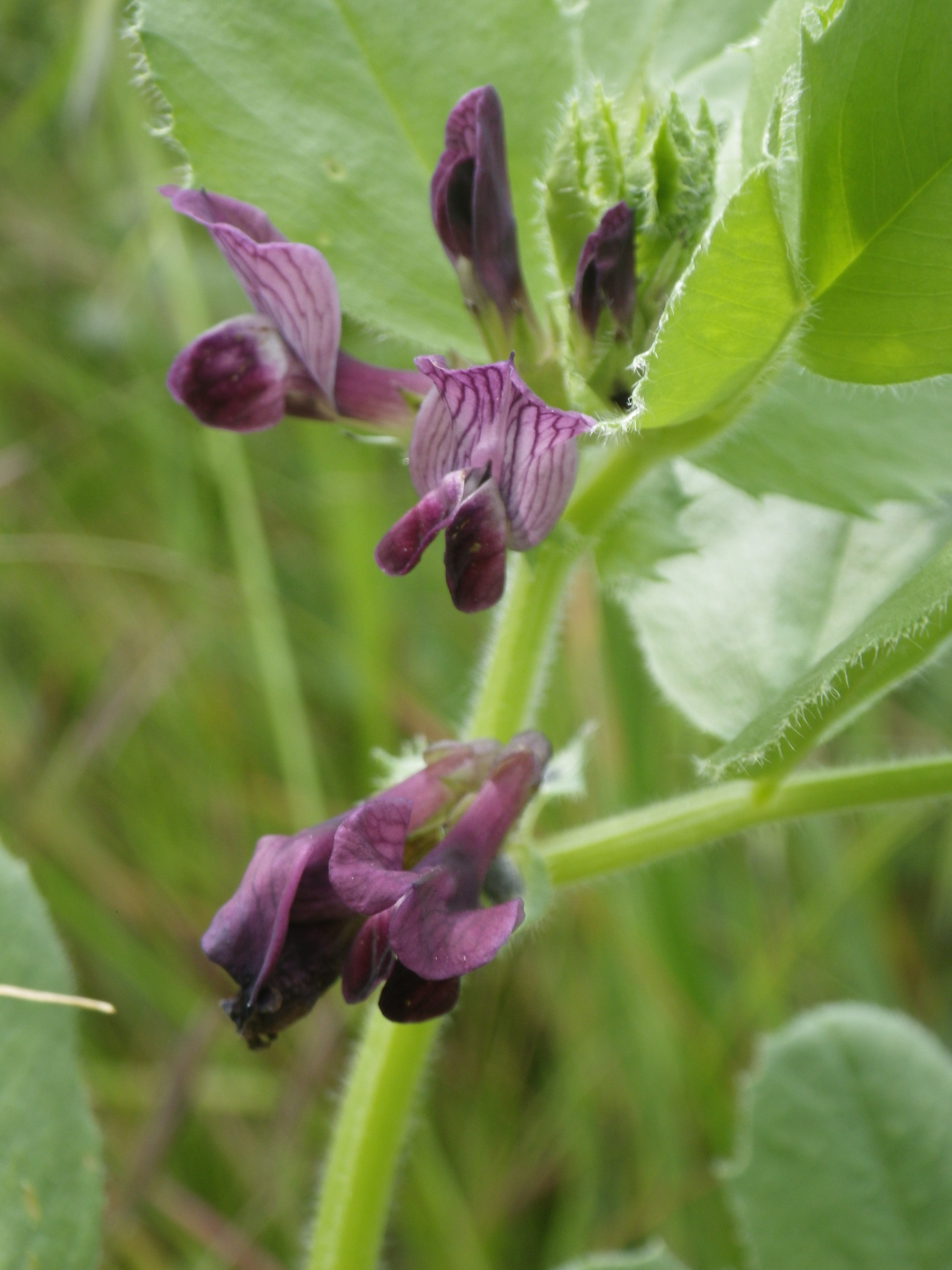 Vicia narbonensis (Inflorescence)