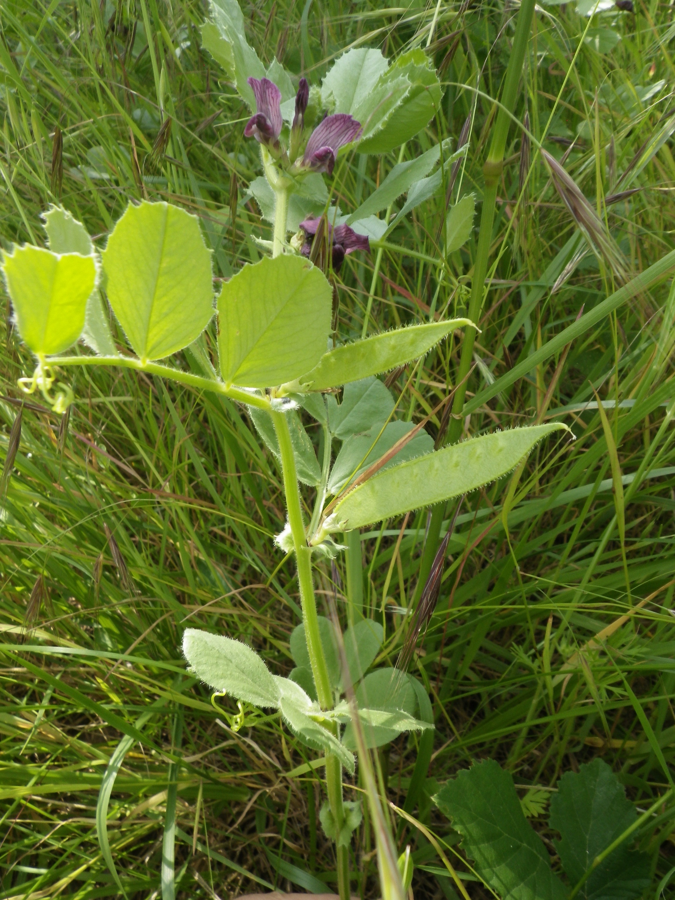 Vicia narbonensis?  (vue d'ensemble)