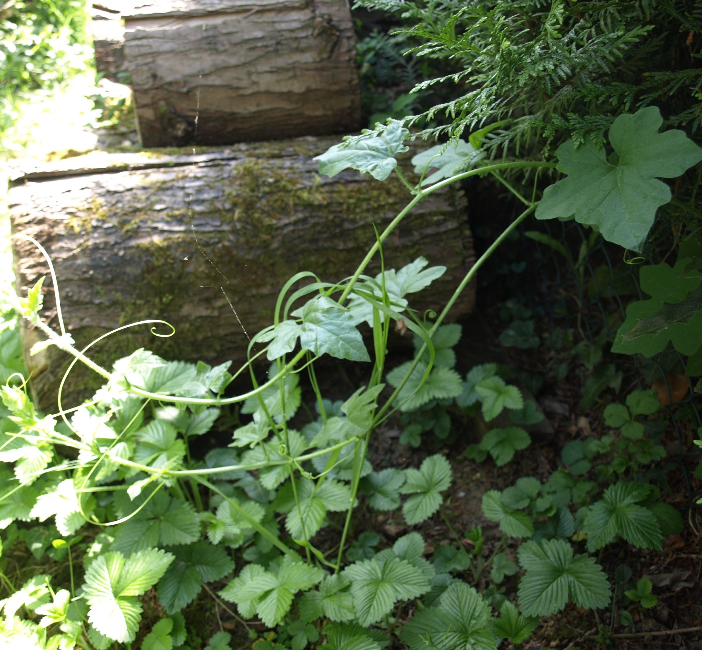 Annexe P4248642r.jpg