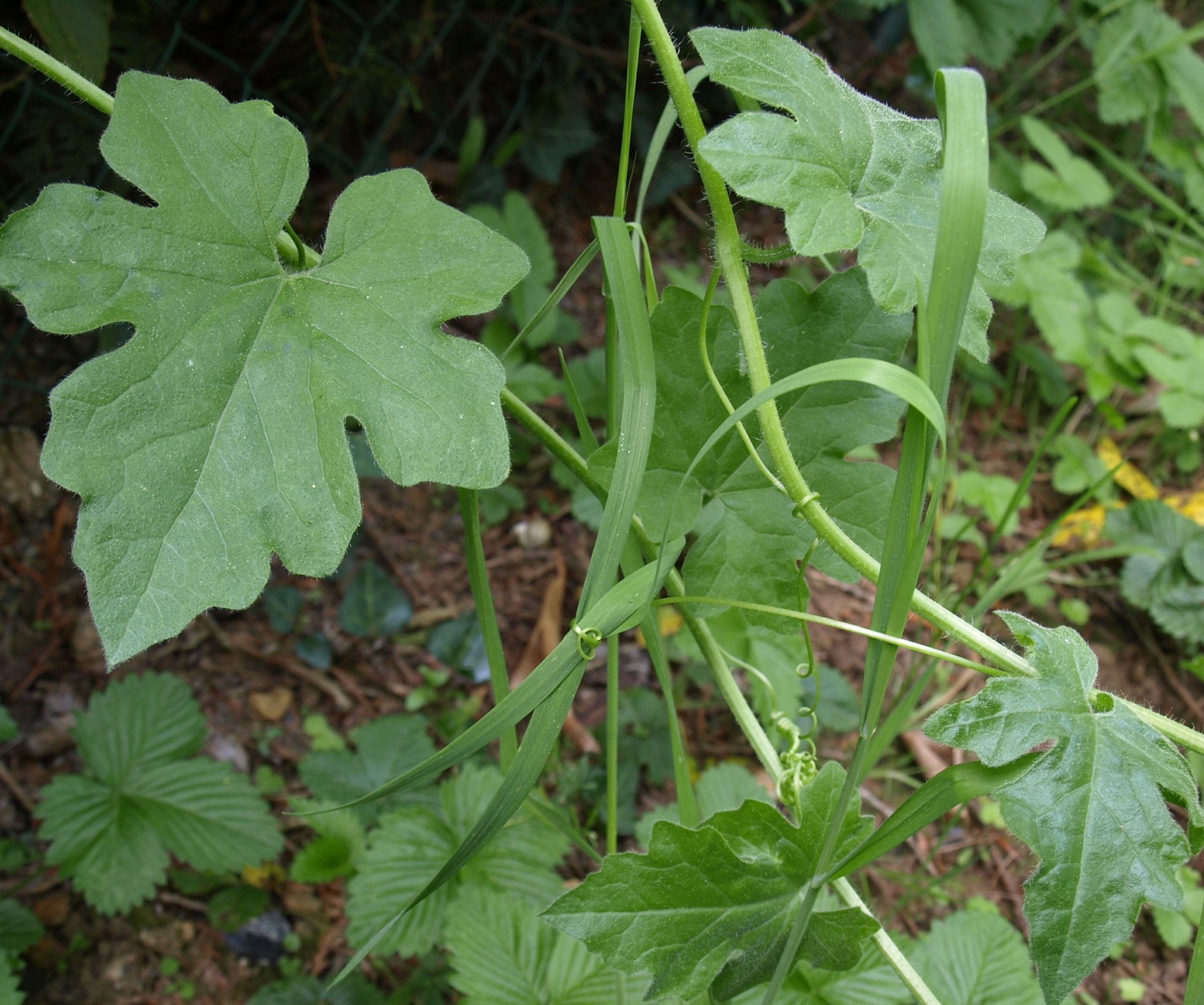 Annexe P4248650r.jpg