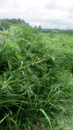 Annexe Commensalisme.JPG