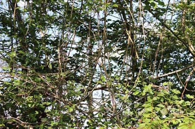 Annexe Clematis vitalba IMG_0719.jpg